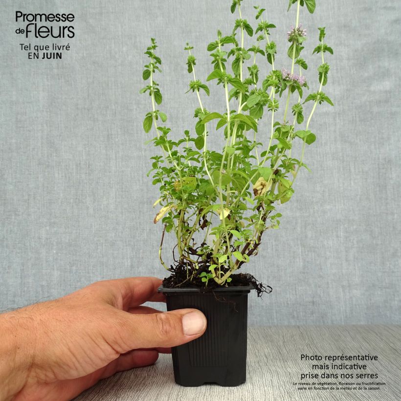 Exemplaar van Polei - Mentha pulegium Kweekpotje van 8/9 cm zoals geleverd in de zomer