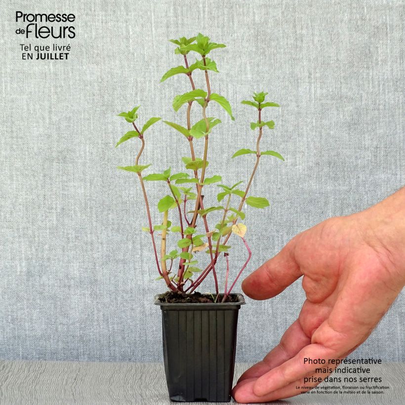 Exemplaar van Pepermunt Réglisse BIO - Mentha piperita Kweekpotje van 7/8 cm zoals geleverd in de zomer
