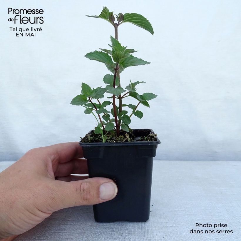 Exemplaar van Pepermunt Réglisse BIO - Mentha piperita Kweekpotje van 7/8 cm zoals geleverd in de lente