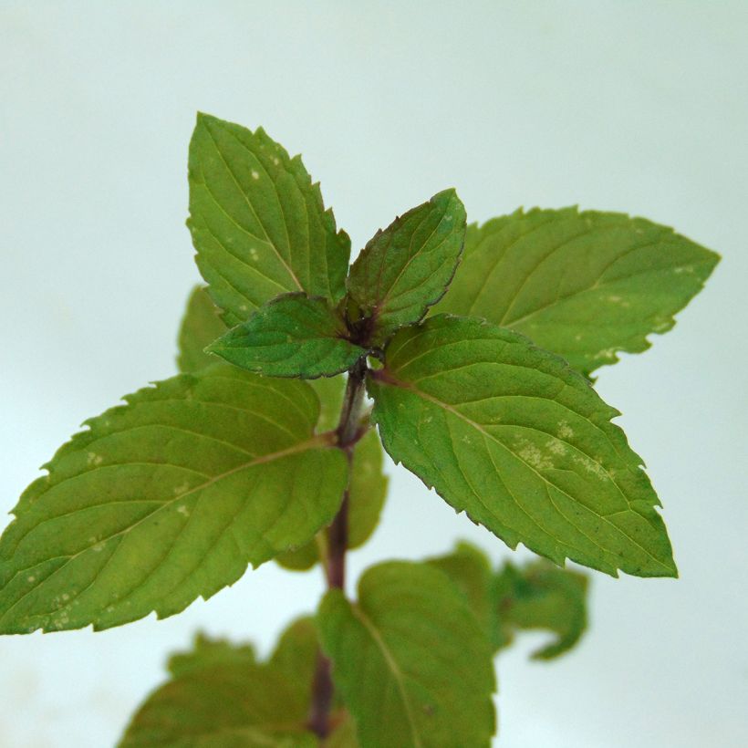 Pepermunt Réglisse BIO - Mentha piperita (Blad)
