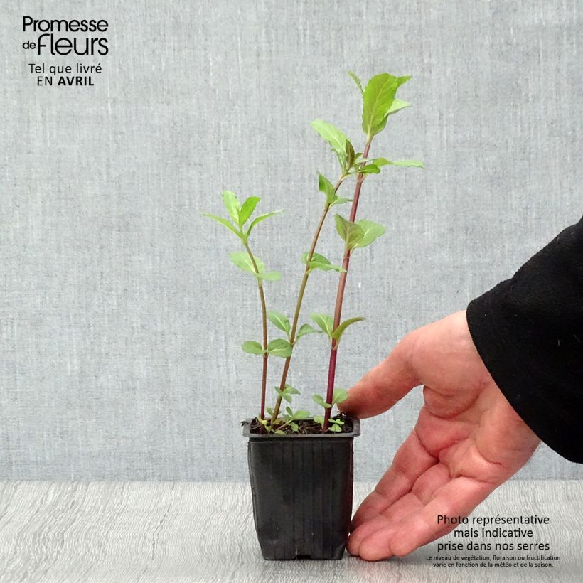 Exemplaar van Russische munt BIO - Mentha spicata Russian Kweekpotje van 7/8 cm zoals geleverd in de lente