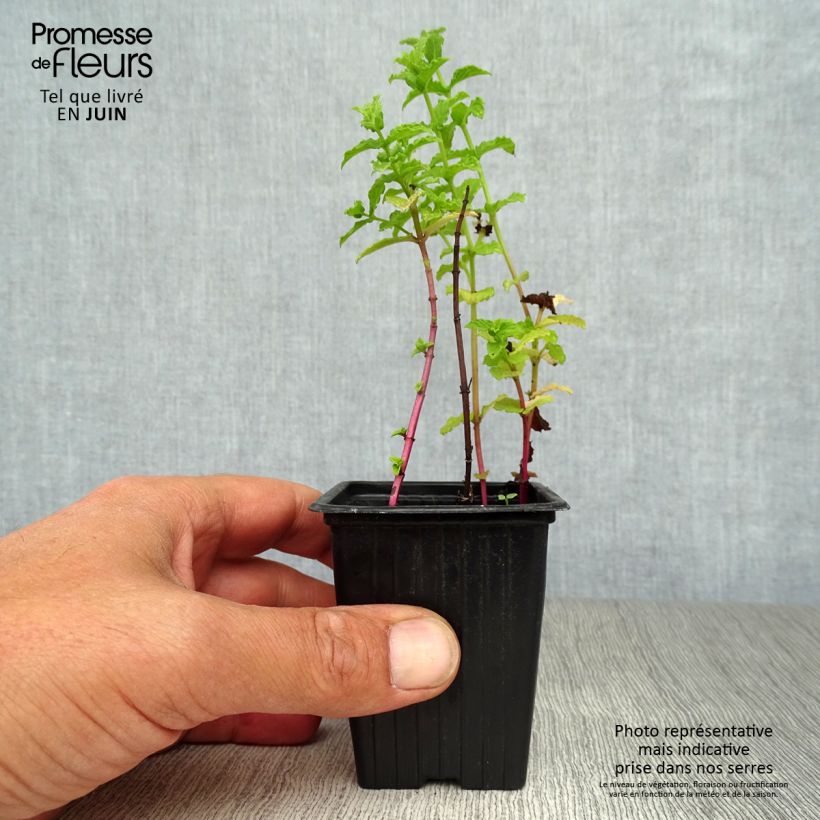 Exemplaar van Tunesische munt BIO - Mentha spicata Nana Kweekpotje van 8/9 cm zoals geleverd in de zomer
