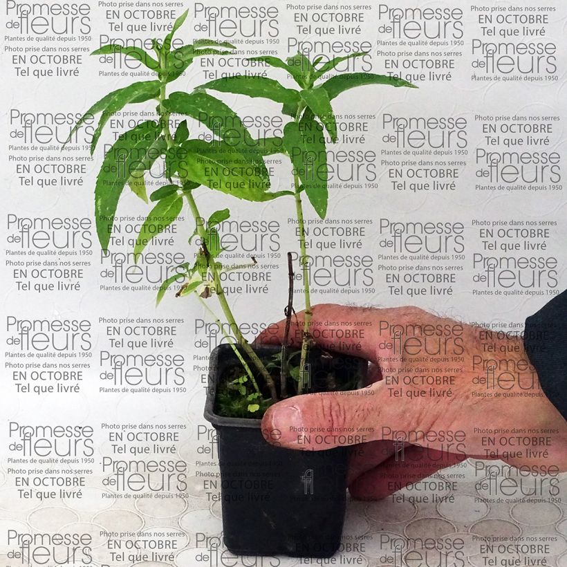 Voorbeeld van een exemplaar van Hertsmunt BIO - Mentha longifolia Kweekpotje van 8/9 cm zoals geleverd