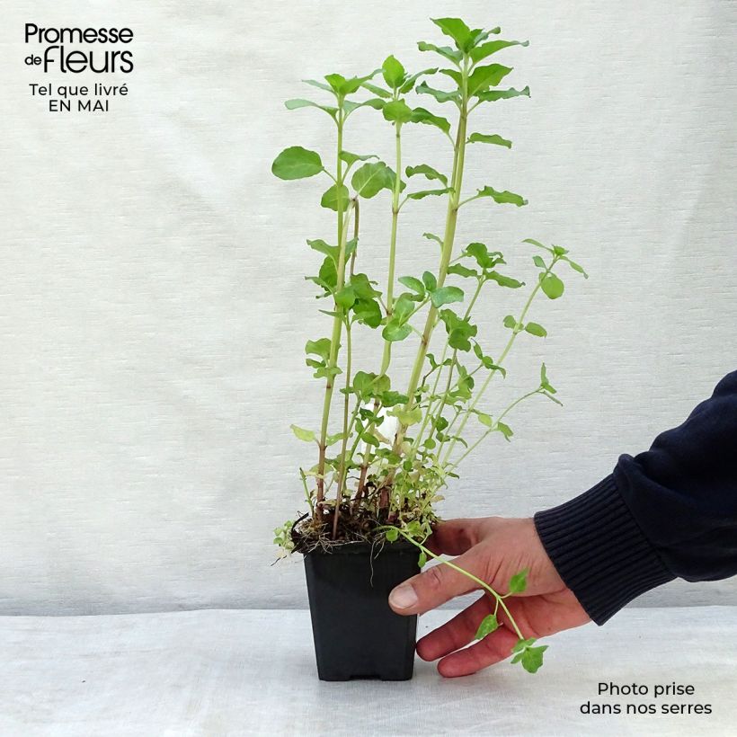 Exemplaar van Watermunt - Mentha aquatica Kweekpotje van 8/9 cm zoals geleverd in de lente