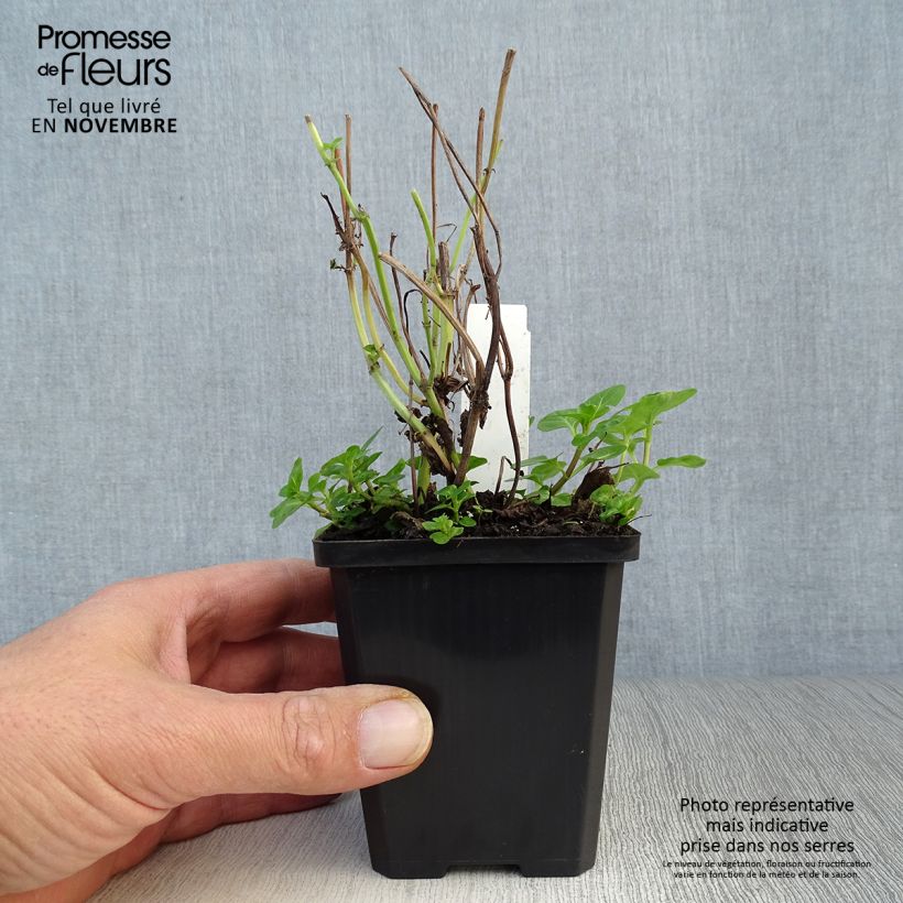 Exemplaar van Watermunt - Mentha aquatica Kweekpotje van 8/9 cm zoals geleverd in de herfst