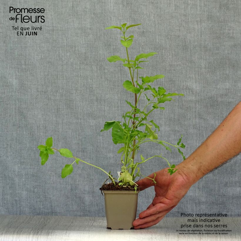 Exemplaar van Watermunt - Mentha aquatica Kweekpotje van 8/9 cm zoals geleverd in de zomer