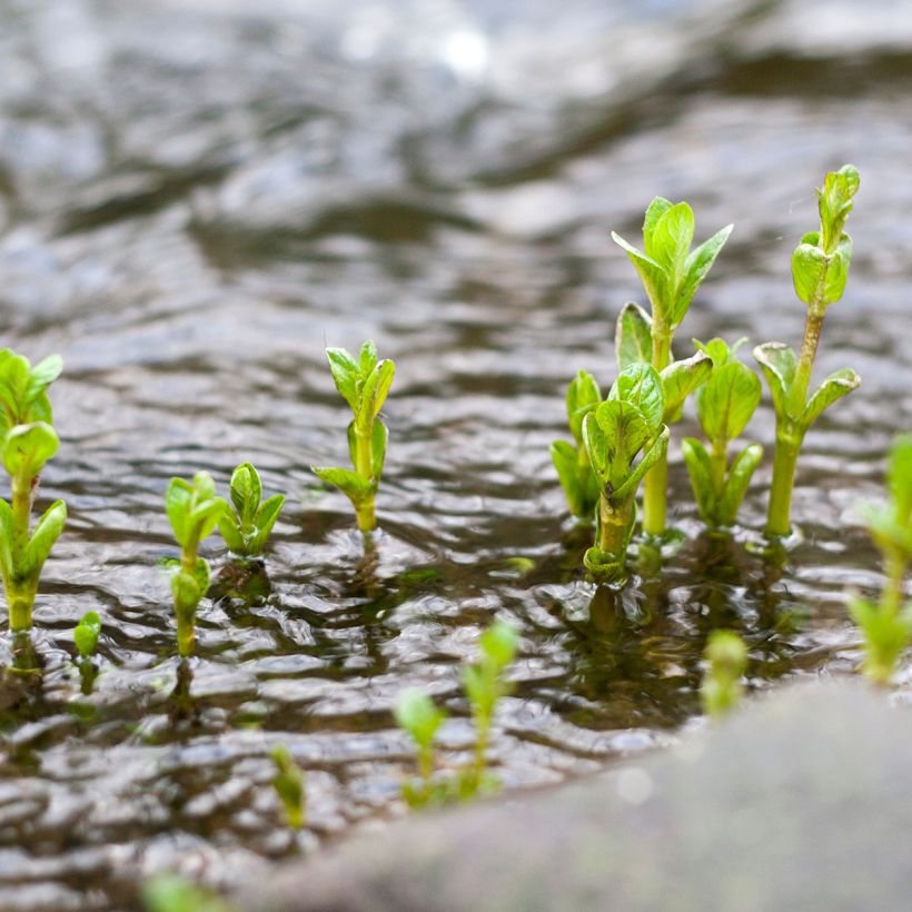 Watermunt - Mentha aquatica (Groeiplaats)