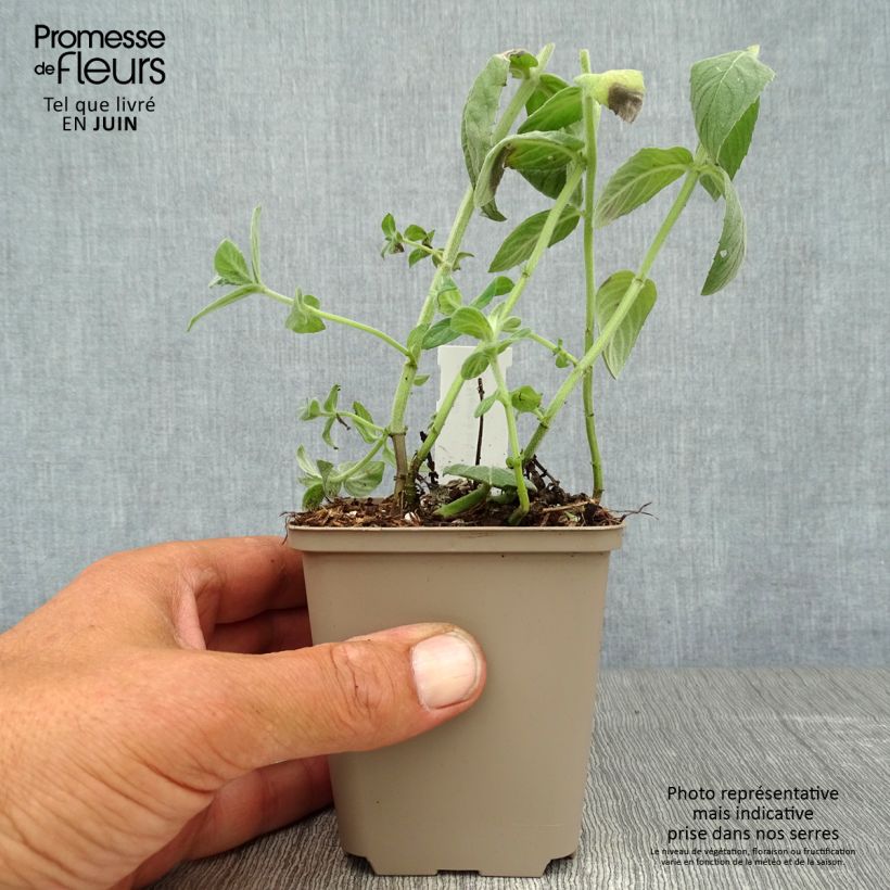 Exemplaar van Hertsmunt Buddleia - Mentha longifolia Kweekpotje van 8/9 cm zoals geleverd in de zomer