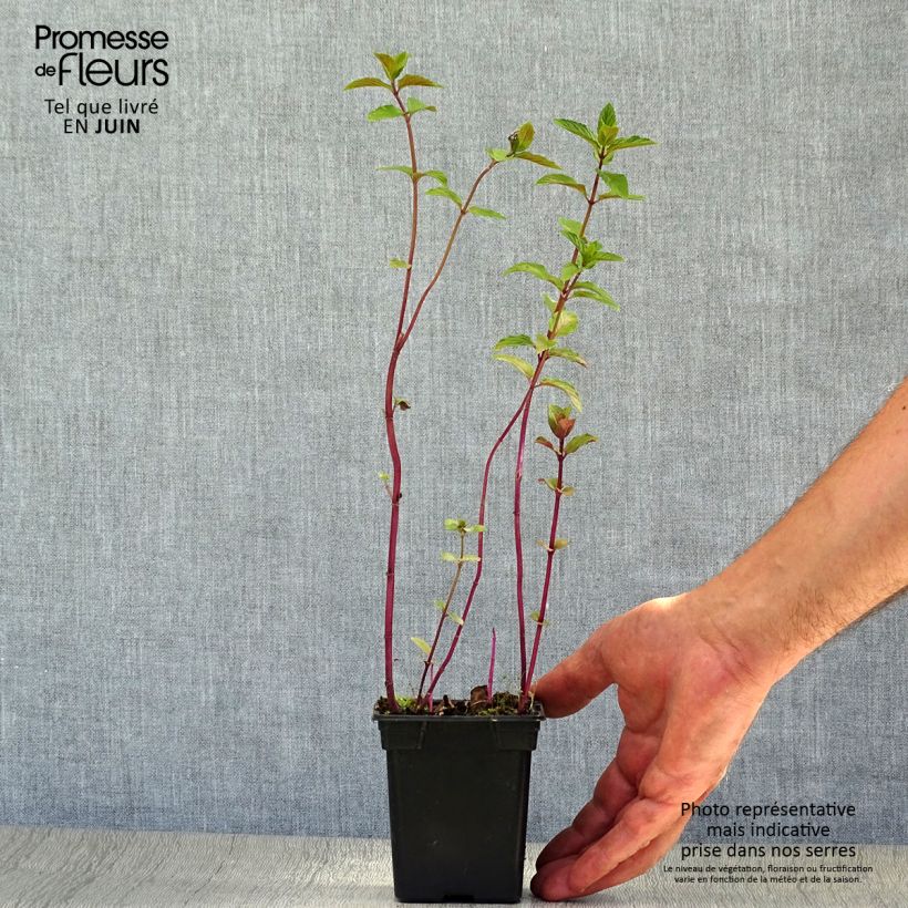 Exemplaar van Chocolademunt - Mentha piperita schocominze Kweekpotje van 8/9 cm zoals geleverd in de zomer