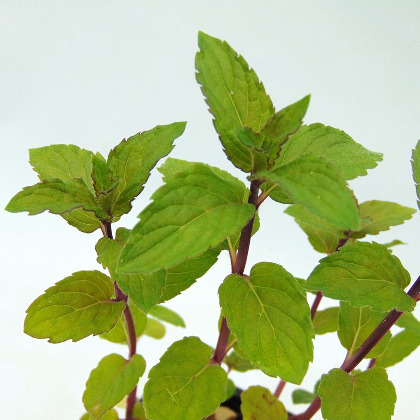 Chocolademunt - Mentha piperita schocominze (Blad)