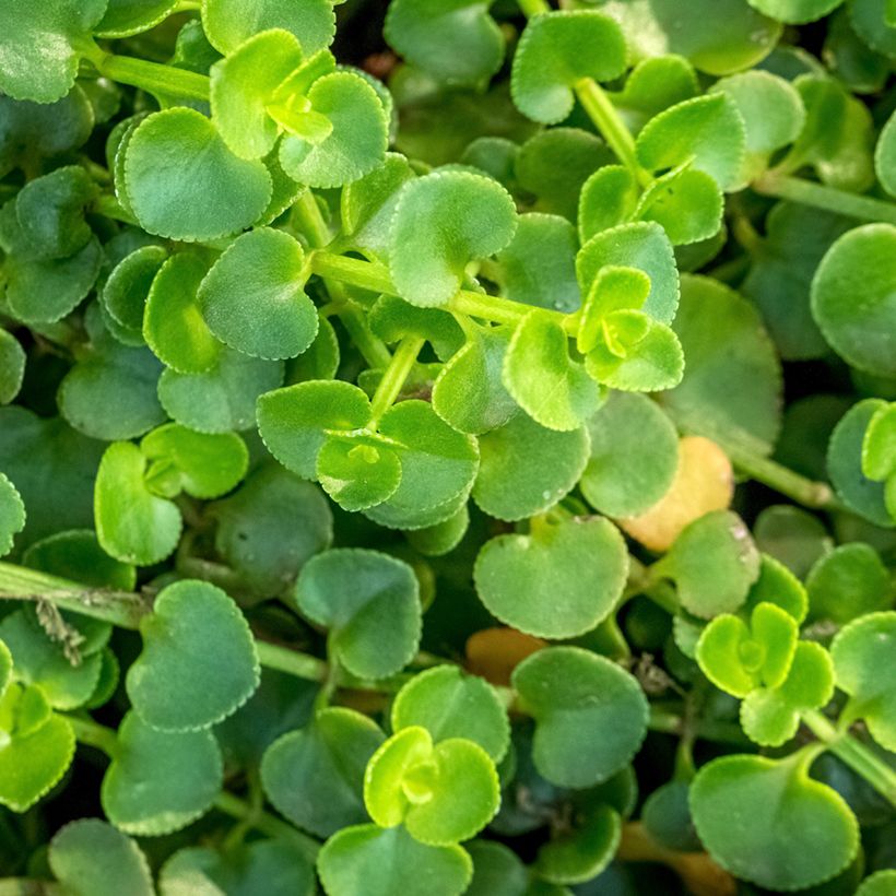 Mentha requienii - Corsicaanse munt (Blad)