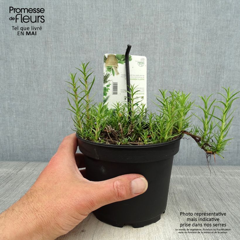 Exemplaar van Engelse Watermunt - Mentha cervina Pot van 1,5 l/2 l zoals geleverd in de lente