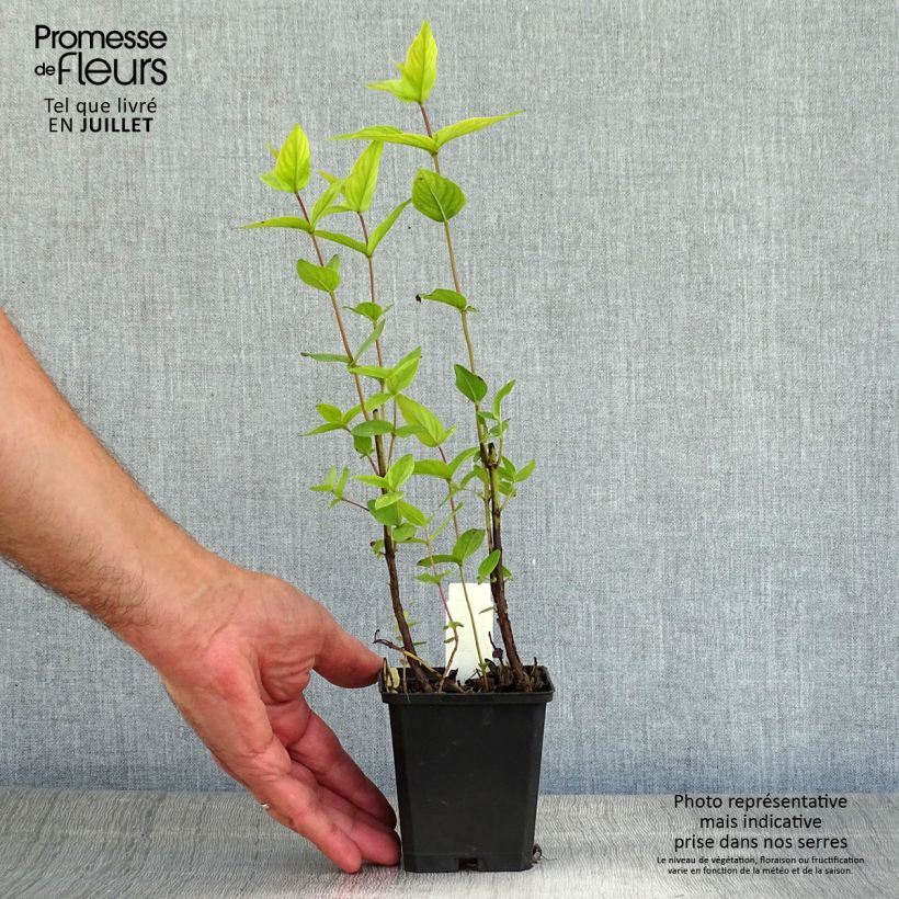 Exemplaar van Pycnanthemum muticum - Bergmunt Kweekpotje van 8/9 cm zoals geleverd in de zomer