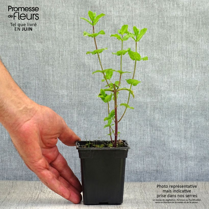 Exemplaar van Spaanse munt BIO - Mentha spicata Spanish  (jonge planten) Kweekpotje van 8/9 cm zoals geleverd in de zomer