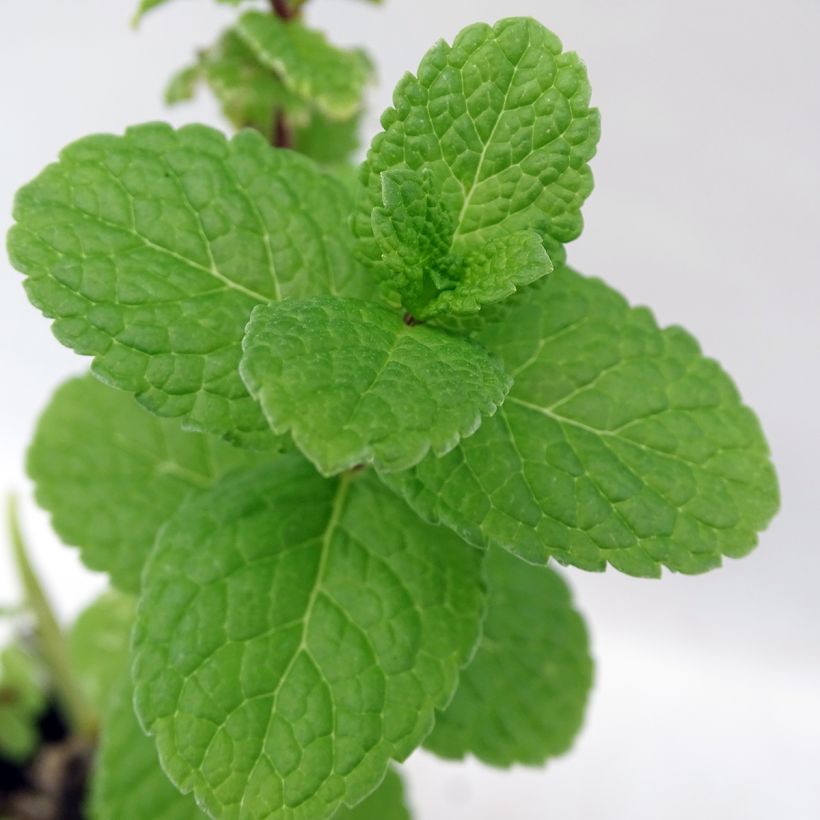 Spaanse munt - Mentha spicata Spanish (Blad)