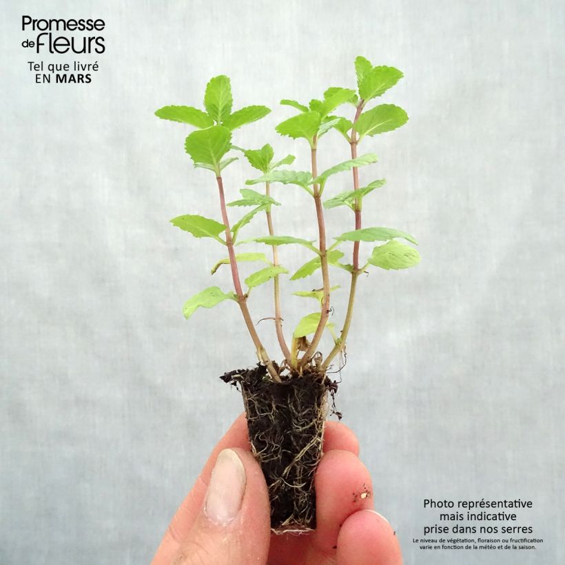 Exemplaar van Spaanse munt BIO - Mentha spicata Spanish  (jonge planten) Mini-mot Ø 3/4 cm zoals geleverd in de lente
