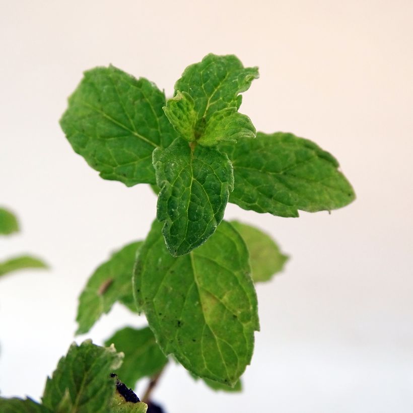 Kruizemunt BIO - Mentha spicata Crispa (Blad)