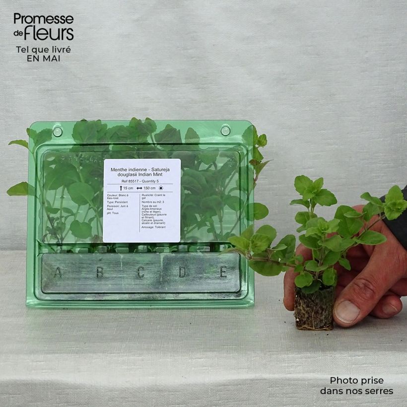 Example of Satureja douglasii Indian Mint - Indische munt Mini-mot Ø 3/4 cm as you get in printemps