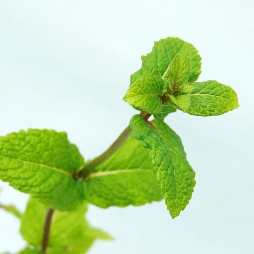Marokkaanse munt - Mentha spicata Nannah (Blad)