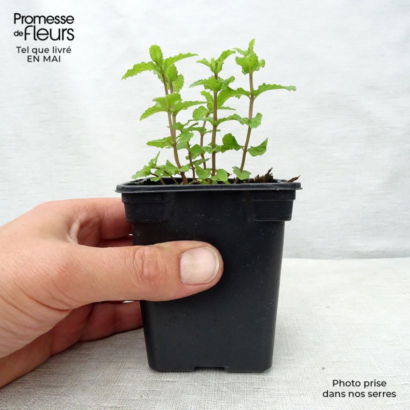 Exemplaar van Marokkaanse munt - Mentha spicata Nannah Kweekpotje van 7/8 cm zoals geleverd in de lente
