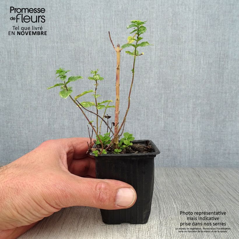 Exemplaar van Marokkaanse munt - Mentha spicata Nannah Kweekpotje van 7/8 cm zoals geleverd in de herfst