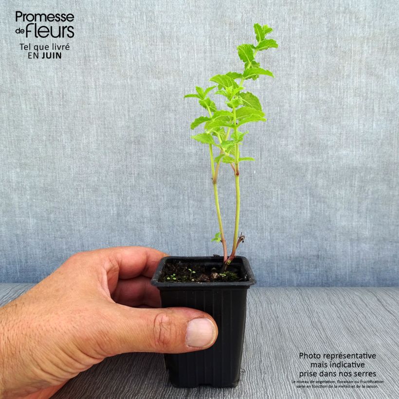 Exemplaar van Marokkaanse munt - Mentha spicata Nannah Kweekpotje van 7/8 cm zoals geleverd in de zomer