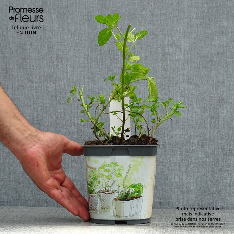 Exemplaar van Marokkaanse munt BIO (jonge planten) Pot van 1 l/1,5 l zoals geleverd in de zomer