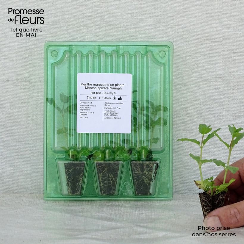 Example of Marokkaanse munt Nannah (jonge planten) Mini-mot Ø 3/4 cm as you get in printemps