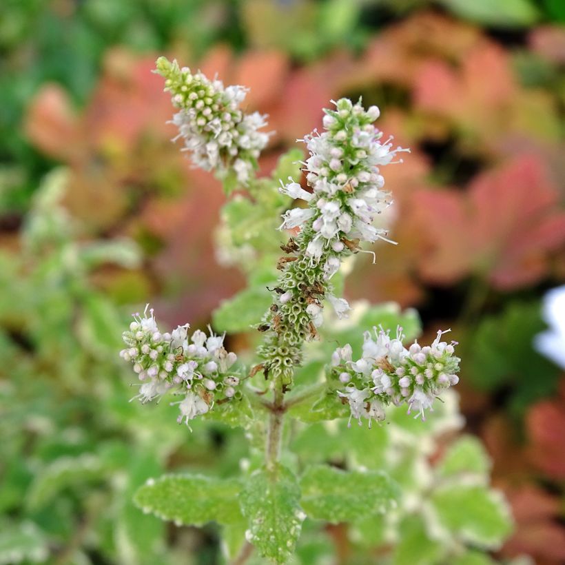 Bonte appelmunt  - Mentha suaveolens Variegata (Bloei)