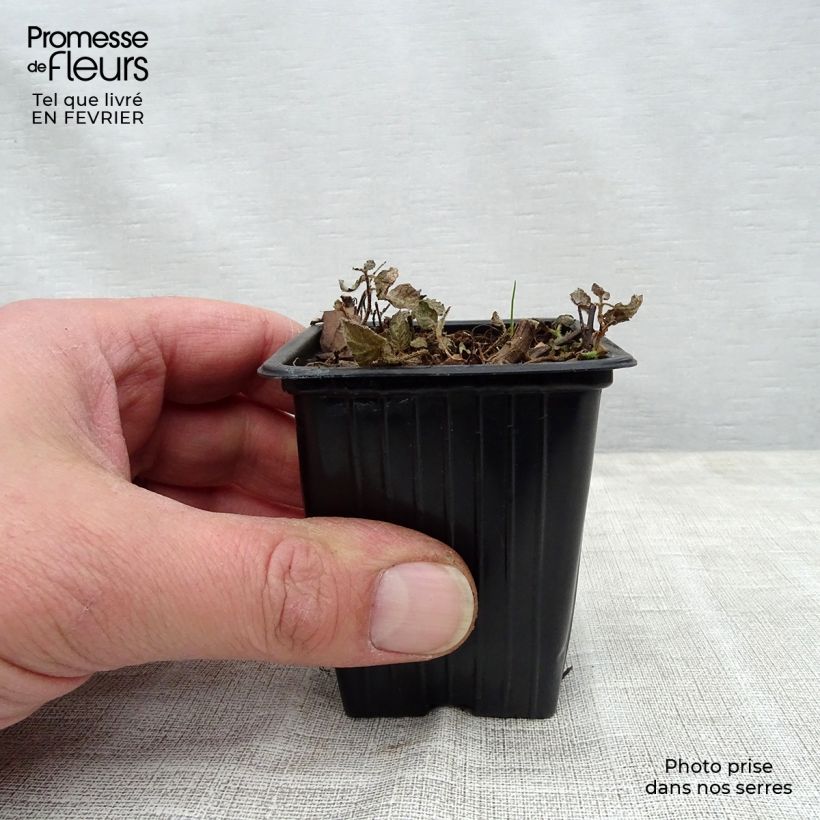 Exemplaar van Bonte ananasmunt - Mentha suaveolens Pinedo Pot van 10 cm/11 cm zoals geleverd in de winter