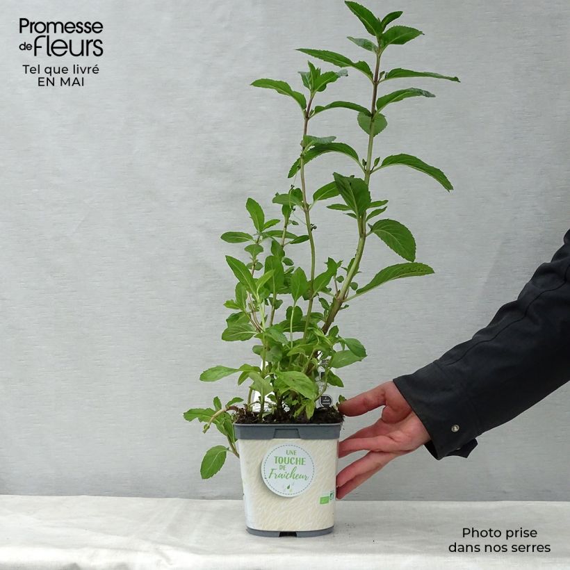 Exemplaar van Pepermunt BIO - Mentha piperita (jonge planten) Kweekpotje van 7/8 cm zoals geleverd in de lente