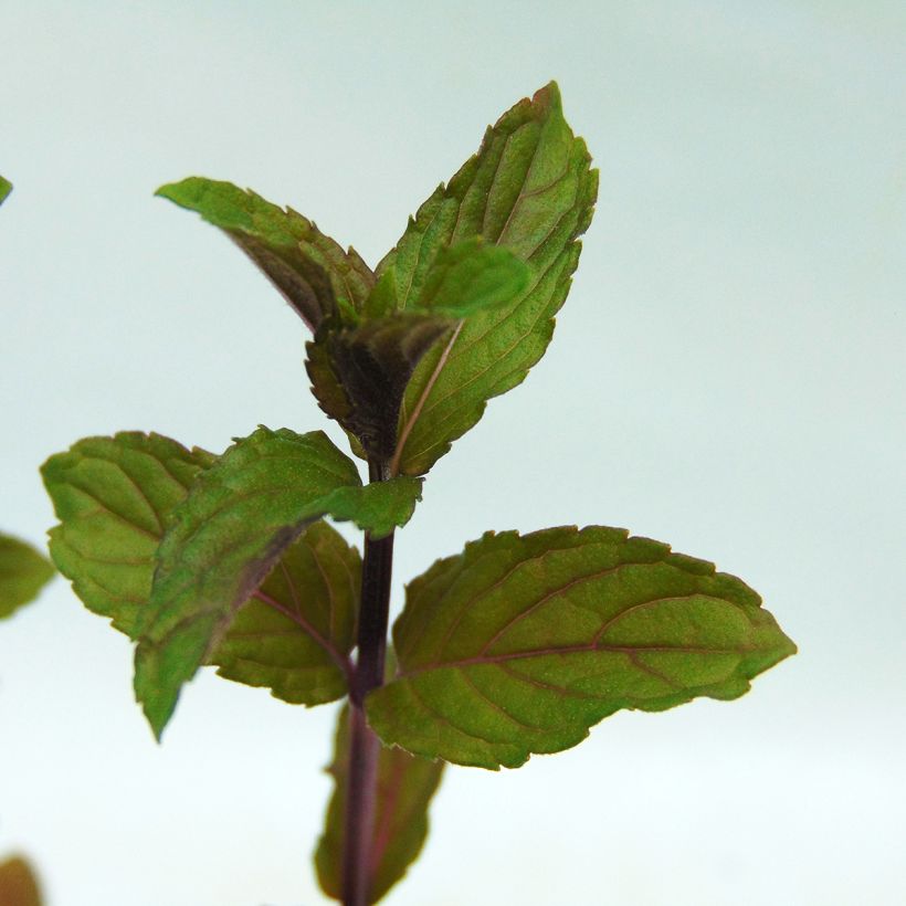 Pepermunt - Mentha piperita (Blad)