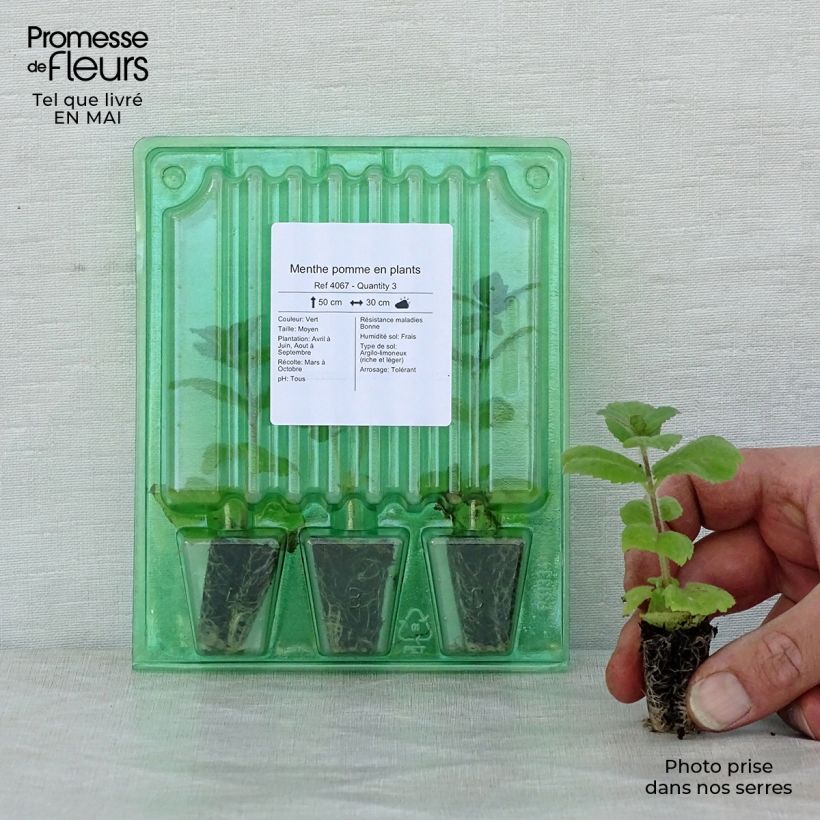 Exemplaar van Appelmunt - Mentha suaveolens Applefruit Mini-mot Ø 3/4 cm zoals geleverd in de lente