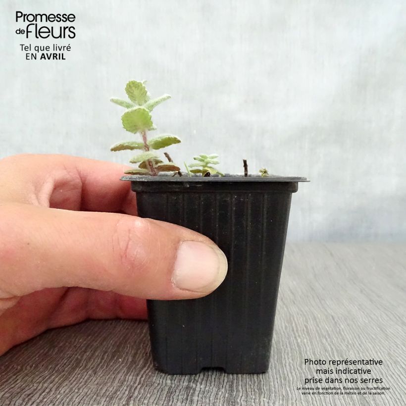 Exemplaar van Witte munt BIO - Mentha suaveolens Kweekpotje van 8/9 cm zoals geleverd in de lente
