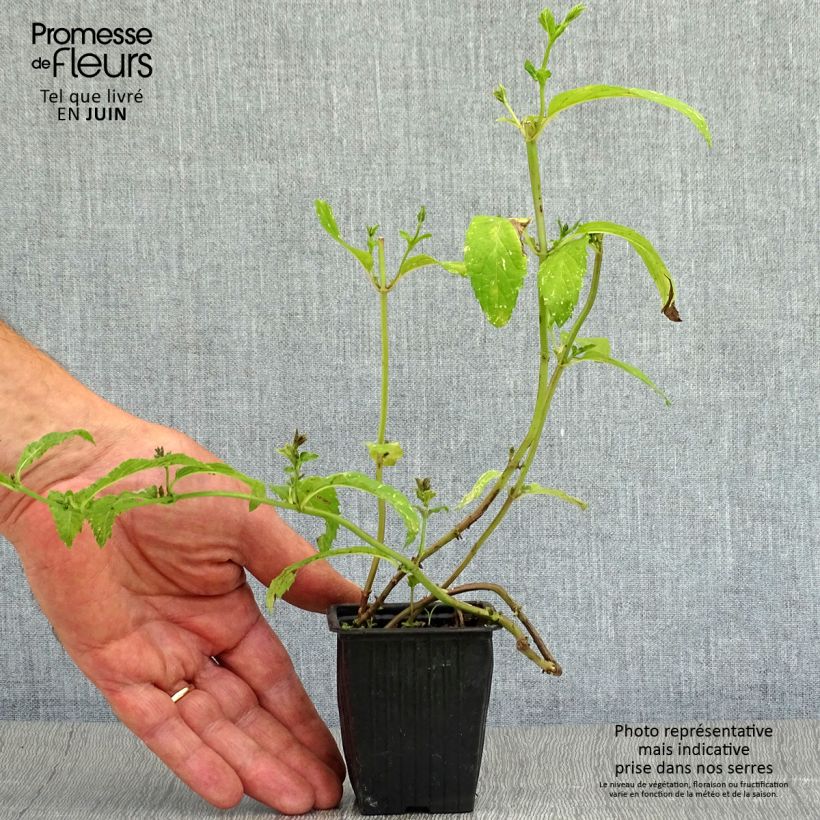 Exemplaar van Zwitserse munt - Mentha piperita Swiss Kweekpotje van 8/9 cm zoals geleverd in de zomer