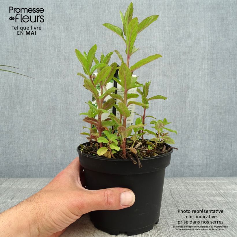 Exemplaar van Zwitserse munt - Mentha piperita Swiss Pot van 1,5 l/2 l zoals geleverd in de lente