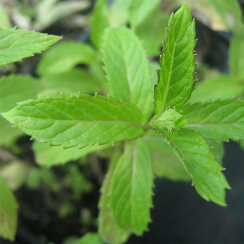 Appelmunt - Mentha Suriso BIO (Blad)