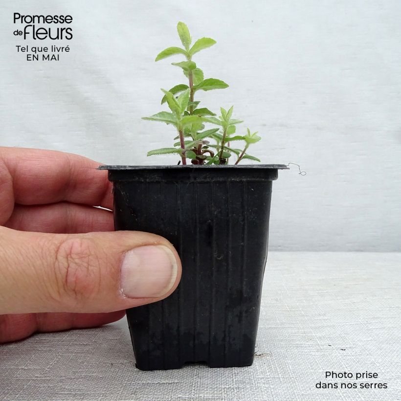 Exemplaar van Polei BIO - Mentha pulegium Kweekpotje van 8/9 cm zoals geleverd in de lente