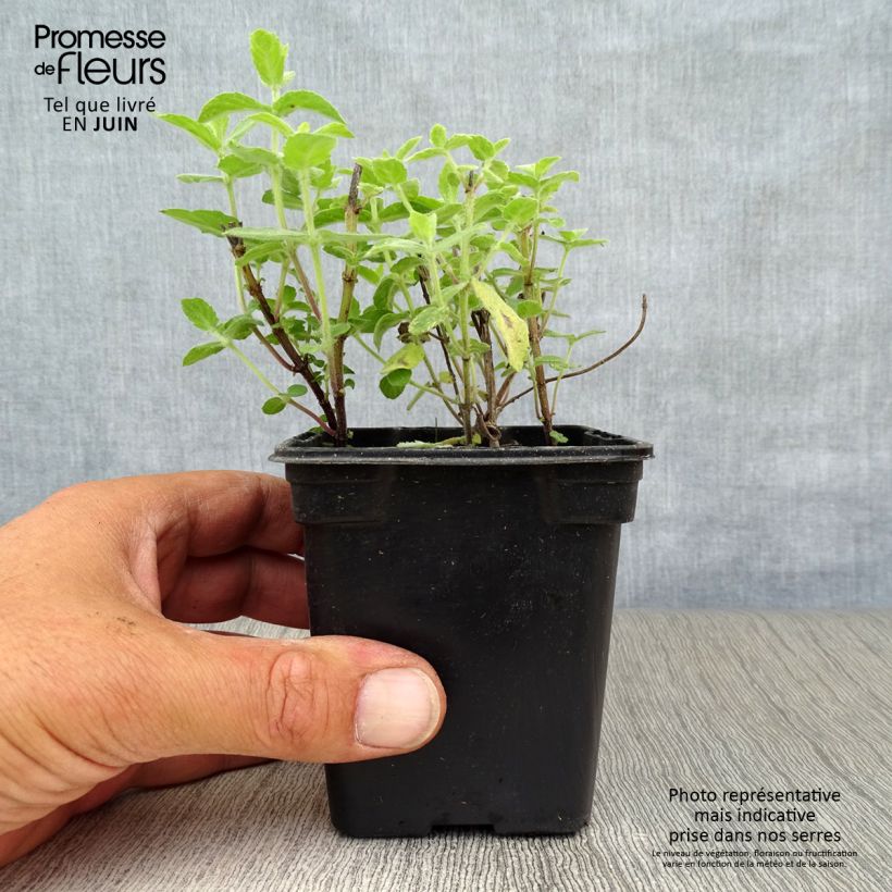 Exemplaar van Polei BIO - Mentha pulegium Kweekpotje van 8/9 cm zoals geleverd in de zomer