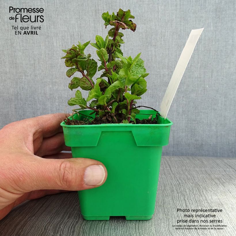 Exemplaar van Aarmunt Hollywood - Mentha spicata Pot van 10 cm/11 cm zoals geleverd in de lente