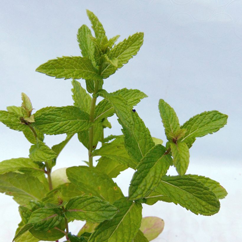 Groene munt - Mentha spicata (Blad)