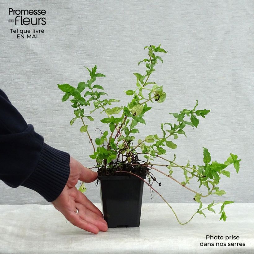 Exemplaar van Groene munt - Mentha spicata Kweekpotje van 8/9 cm zoals geleverd in de lente