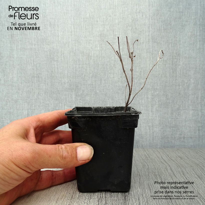 Exemplaar van Groene munt - Mentha spicata Kweekpotje van 8/9 cm zoals geleverd in de herfst