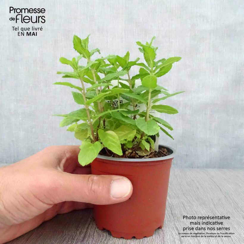 Exemplaar van Groene munt BIO (jonge planten) - Mentha spicata Pot van 10 cm/11 cm zoals geleverd in de lente
