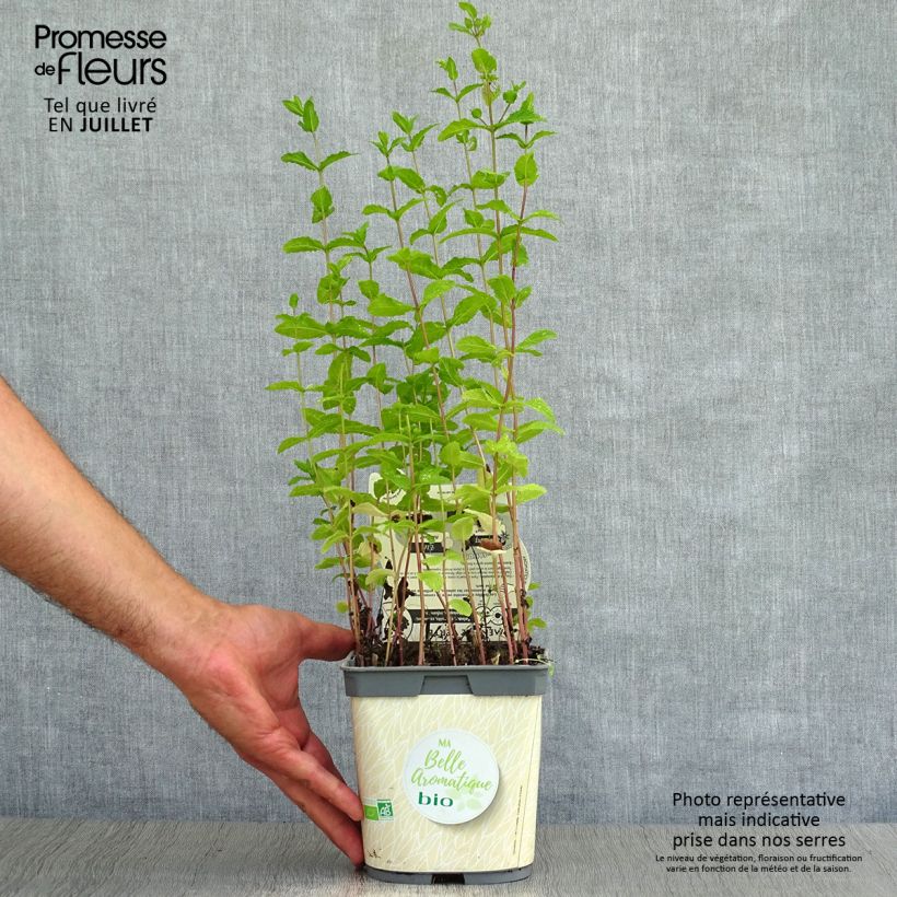 Exemplaar van Groene munt BIO (jonge planten) - Mentha spicata Pot van 2 l/3 l zoals geleverd in de zomer