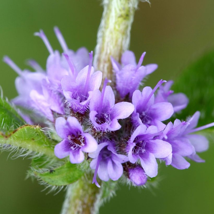 Mentha arvensis - Akkermunt (Bloei)