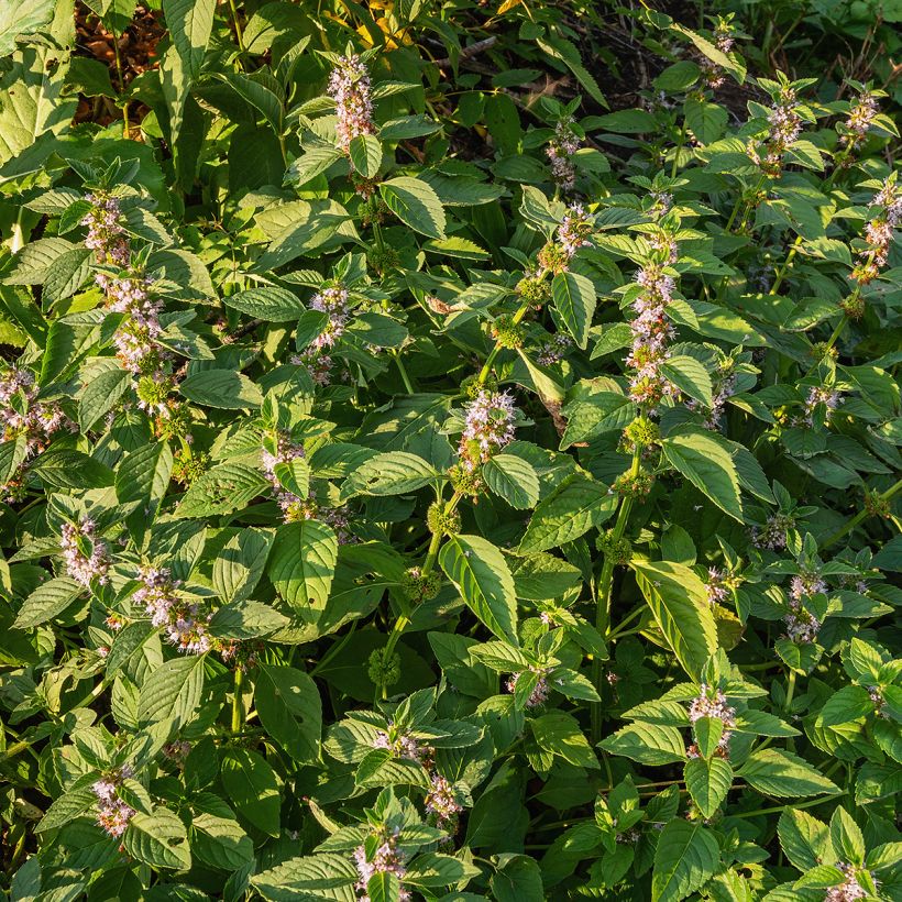 Mentha arvensis - Akkermunt (Groeiplaats)