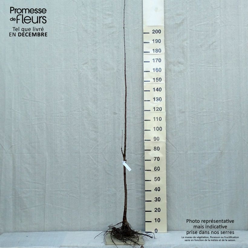 Example of Prunus avium - Zoete kers Naakte wortel as you get in hiver