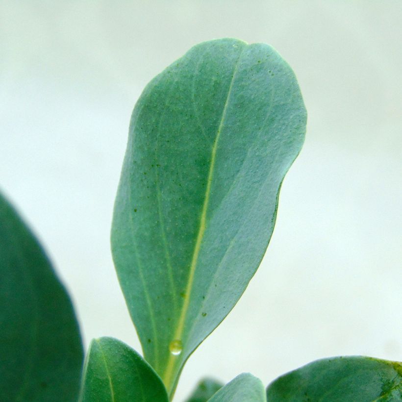 Oesterblad - Mertensia maritima (Blad)