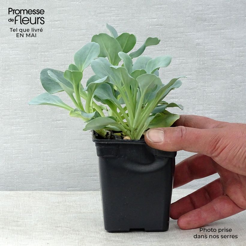 Exemplaar van Mertensia maritima BIO - Oesterblad in pot zoals geleverd in de lente